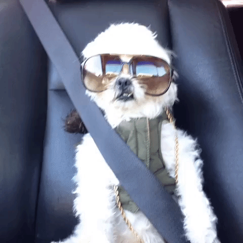 seatbelt